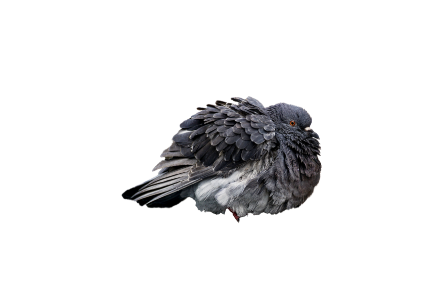 Sad Feral Pigeon,Young Gray Winged Pigeon ,Domestic Animal,Royalty Free  Pigeon, Clipart PNG Image Free Download,Transparent Background