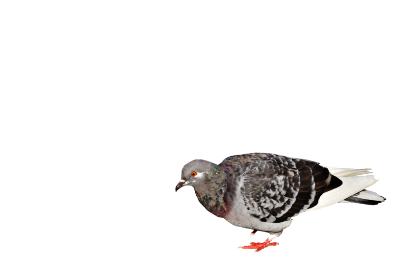 Sad Feral Pigeon,Young Black And White Winged Pigeon ,Domestic Animal,Royalty Free  Pigeon, Clipart PNG Image Free Download,Transparent Background