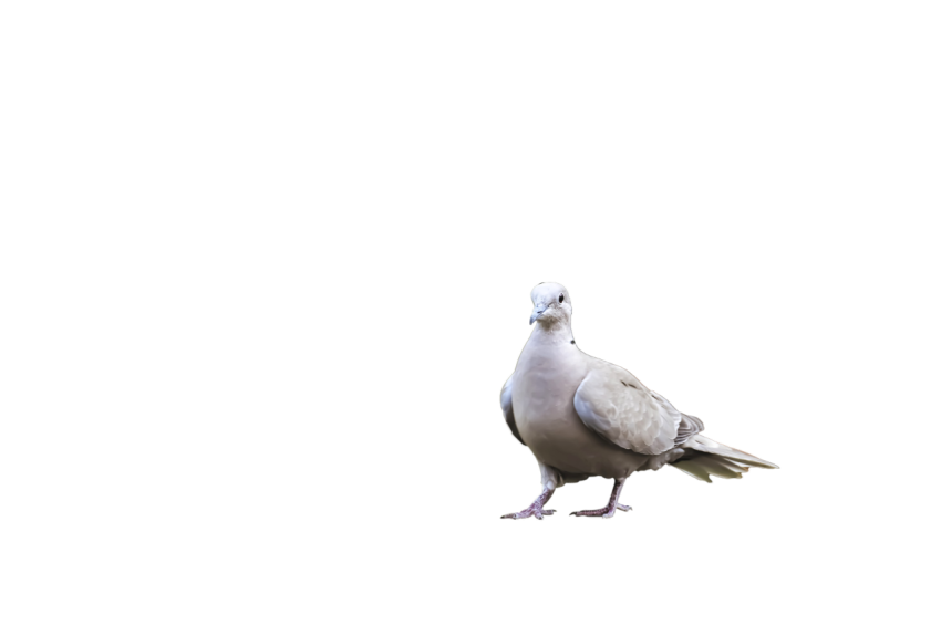 Eurasian Collared dove Pigeon Stand,Young White Winged Pigeon ,Domestic Animal,Royalty Free  Pigeon, Clipart PNG Image Free Download,Transparent Background