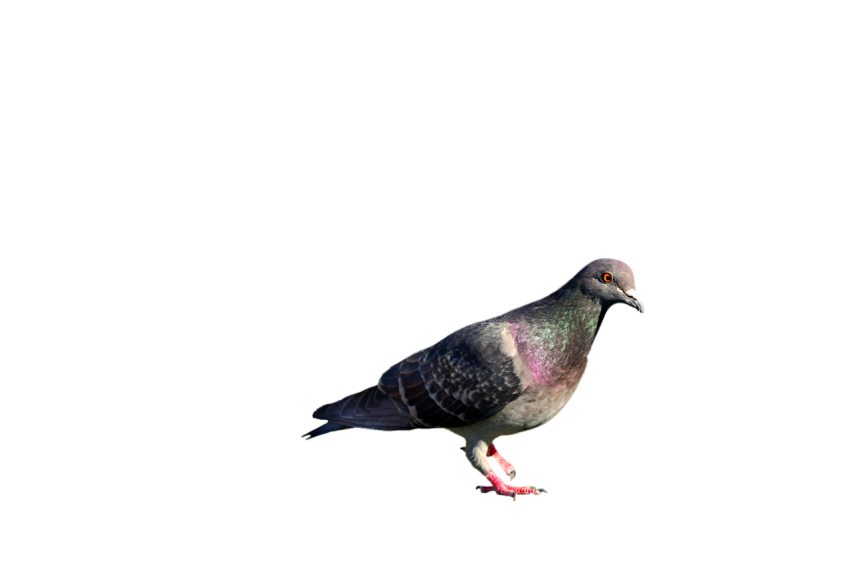 Feral Pigeon Walking With Orange eye , Black Winged Pigeon ,Domestic Animal,Royalty Free  Pigeon, Clipart PNG Image Free Download,Transparent Background