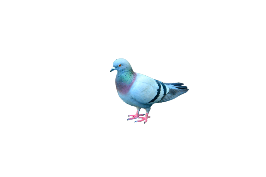Purple and Black Feral Pigeon With Orange eye , Clipart PNG Image Free Download,Transparent Background