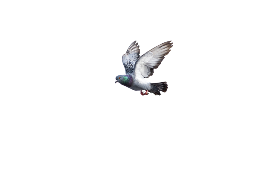 Flying White And Gray Feral Pigeon, Racing bird , Clipart PNG Image Free Download,Transparent Background