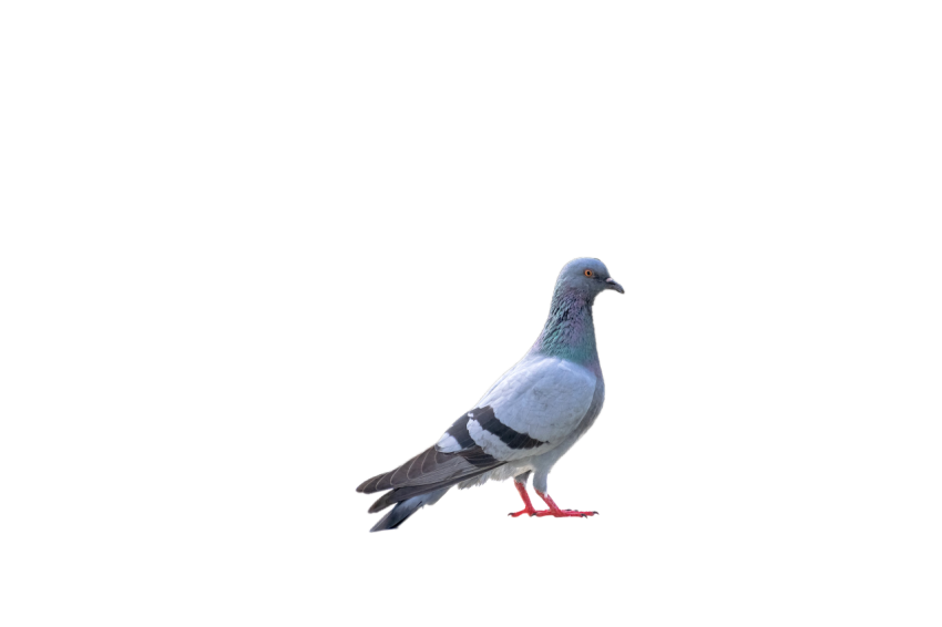 Young White And Gray Feral Pigeon Illustration, Racing bird , Clipart PNG Image Free Download,Transparent Background
