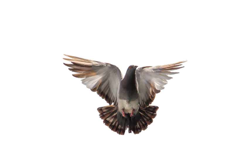 Flying Young White And Brown Feral Pigeon Illustration, Racing bird , Clipart PNG Image Free Download,Transparent Background