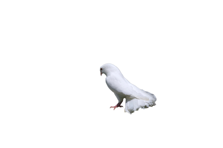 Young White Dove Stock Photo, Pigeon Illustration, Racing bird ,Clipart PNG Image Free Download,Transparent Background