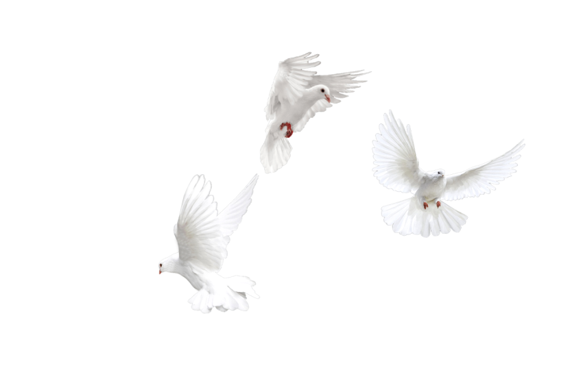 Three White Doves Flying,Racing Pigeon,Gabriellas Art PNG Image Free Download Transparent Background