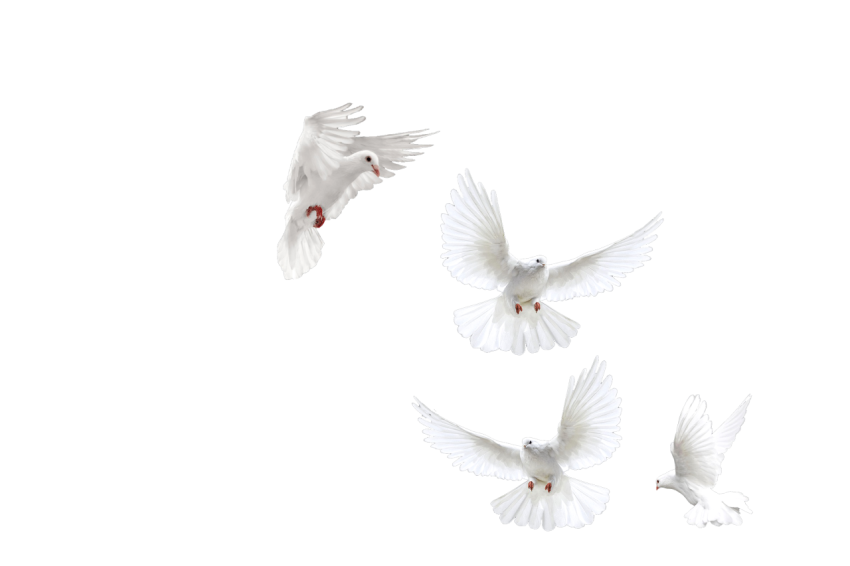 Four White Doves Pigeons Flying,Racing Pigeons,Gabriellas Art PNG Image Free Download Transparent Background