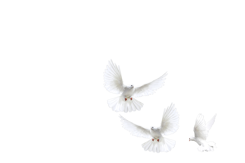 Three White Doves Pigeons Flying,Racing Pigeons,Gabriellas Art PNG Image Free Download Transparent Background