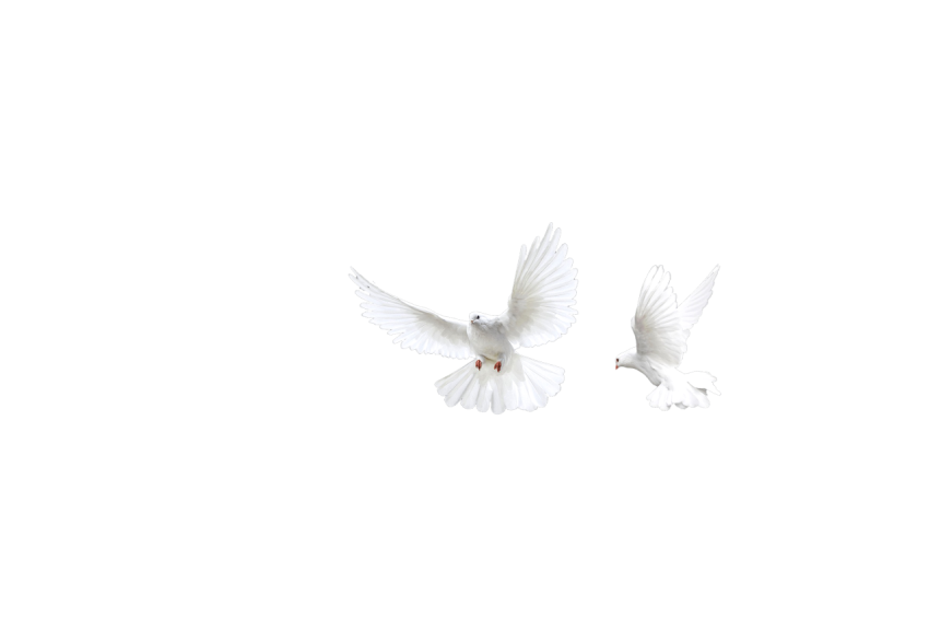Two White Doves Pigeons Flying,Racing Pigeons,Domestic Birds,Gabriellas Art PNG Image Free Download Transparent Background
