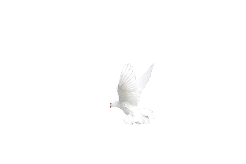 A White Doves Pigeons Flying,Racing Pigeons,Domestic Birds,Gabriellas Art PNG Image Free Download Transparent Background