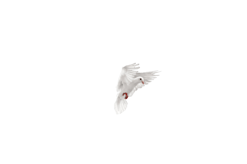 A White Dove Pigeon Flying,Racing Pigeon,Domestic Bird,Gabriellas Art PNG Image Free Download Transparent Background
