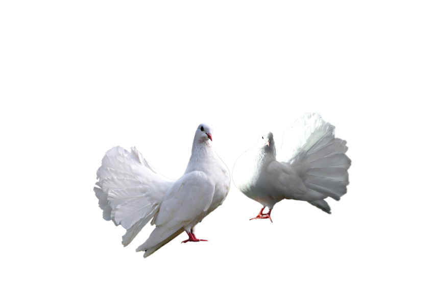 Two Young White Dove Pigeons At Rest Position,Racing Pigeons,Domestic Birds,Gabriellas Art PNG Image Free Download Transparent Background