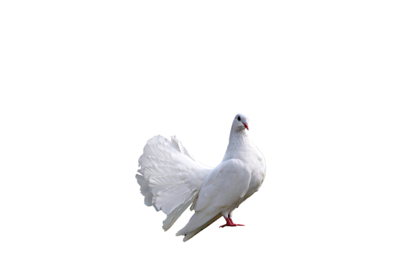 A Young White Dove Pigeon At Rest Position,Racing Pigeon,Domestic Bird,Gabriellas Art PNG Image Free Download Transparent Background