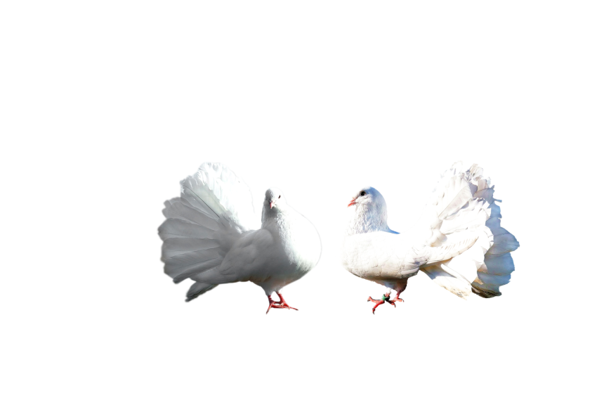 Two Young White Dove Pigeons At Rest Position,Racing Pigeons,Domestic Birds,Gabriellas Art PNG Image Free Download Transparent Background