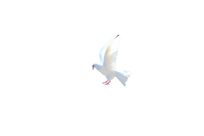 A Young White Dove Pigeon Flying,Racing Pigeon,Domestic Bird,Gabriellas Art PNG Image Free Download Transparent Background