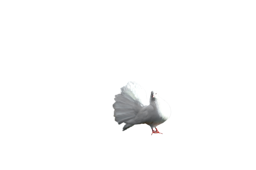 A Young White Dove Pigeon,Racing Pigeon,Domestic Bird,Gabriellas Art PNG Image Free Download Transparent Background