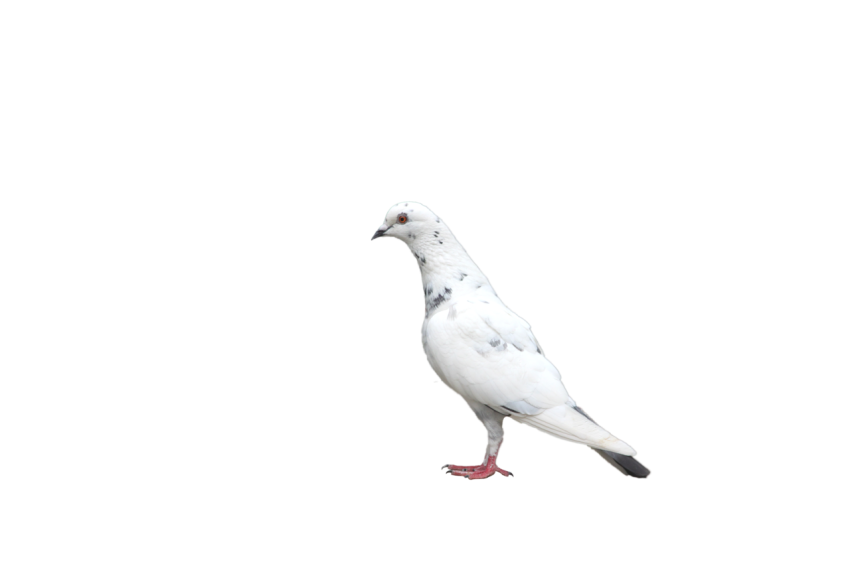 A Young White With Black Dot Dove Pigeon,Racing Pigeon Illustration,Domestic Bird,Gabriellas Art PNG Image Free Download Transparent Background