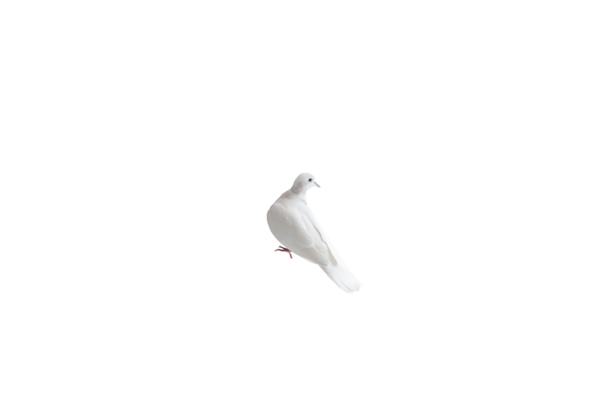 A Young White Dove Pigeon,Racing Pigeon Illustration,Domestic Bird,Gabriellas Art PNG Image Free Download Transparent Background
