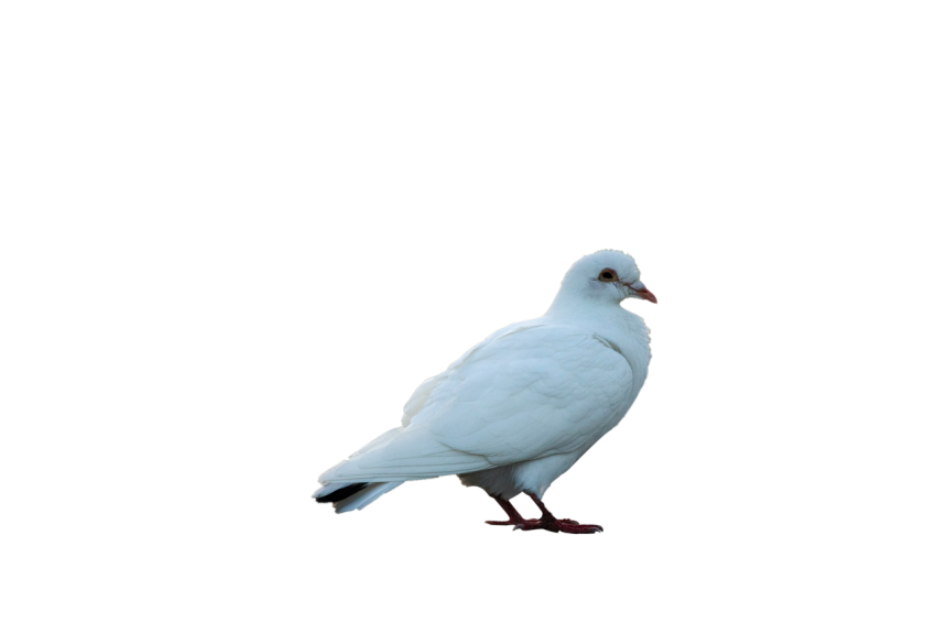 A Young White Dove Pigeon,Racing Pigeon Illustration,Domestic Bird,Gabriellas Art PNG Image Free Download Transparent Background