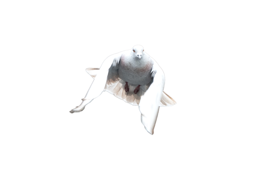 A Young White Dove Pigeon Flying,Racing Pigeon Illustration,Domestic Bird,Gabriellas Art PNG Image Free Download Transparent Background