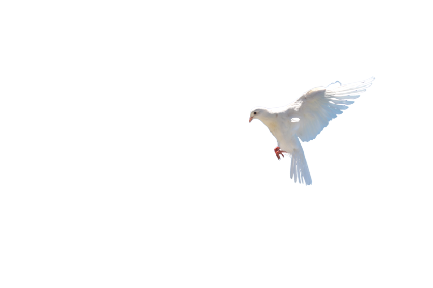 A Young White Dove Pigeon Flying,Racing Pigeon Illustration,Domestic Bird,Gabriellas Art PNG Image Free Download Transparent Background