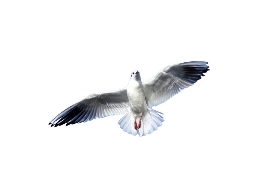 A Young White And Black Wing Pigeon Flying,Racing Pigeon Illustration,Domestic Bird,Gabriellas Art PNG Image Free Download Transparent Background