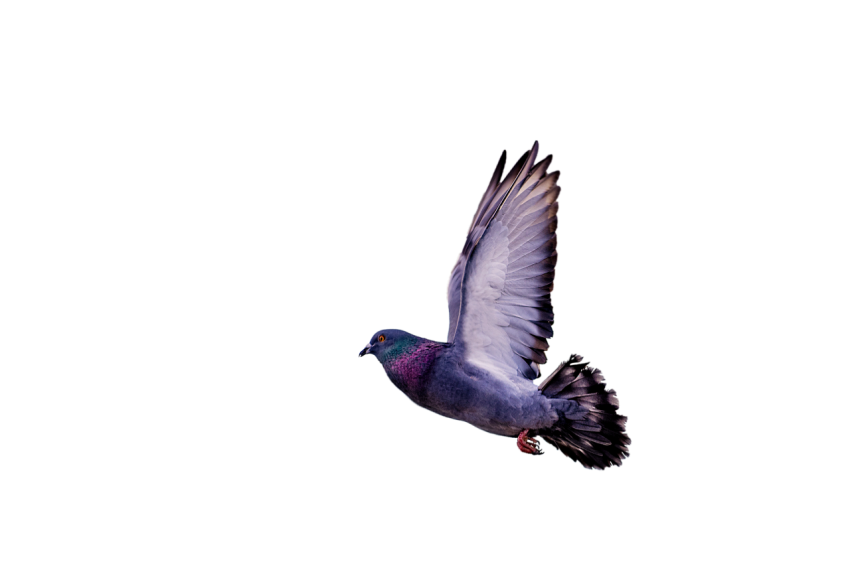 A Young Feral  Winged  Pigeon Flying,Racing Pigeon Illustration,Domestic Bird,Gabriellas Art PNG Image Free Download Transparent Background