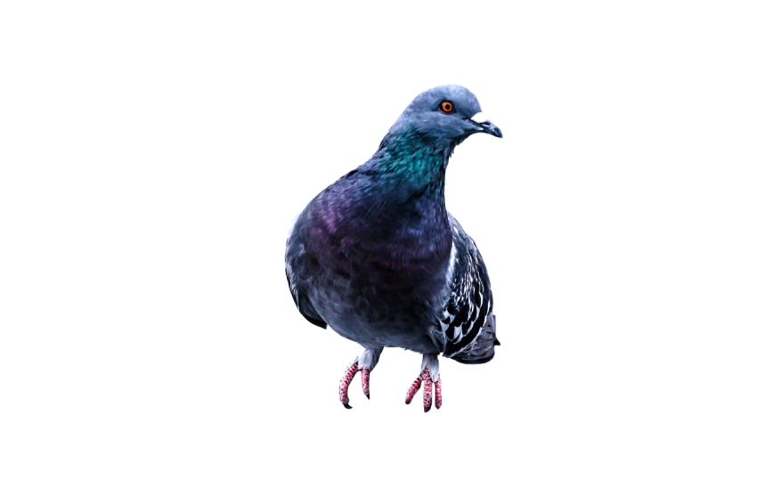 A Young Feral  Winged  Pigeon Have Orange Eye Color,Racing Pigeon Illustration,Domestic Bird,Gabriellas Art PNG Image Free Download Transparent Background