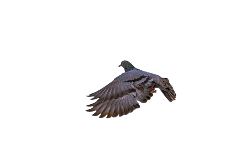 Flying A Gray Young Feral  Winged  Pigeon,Racing Pigeon Illustration,Domestic Bird,Gabriellas Art PNG Image Free Download Transparent Background