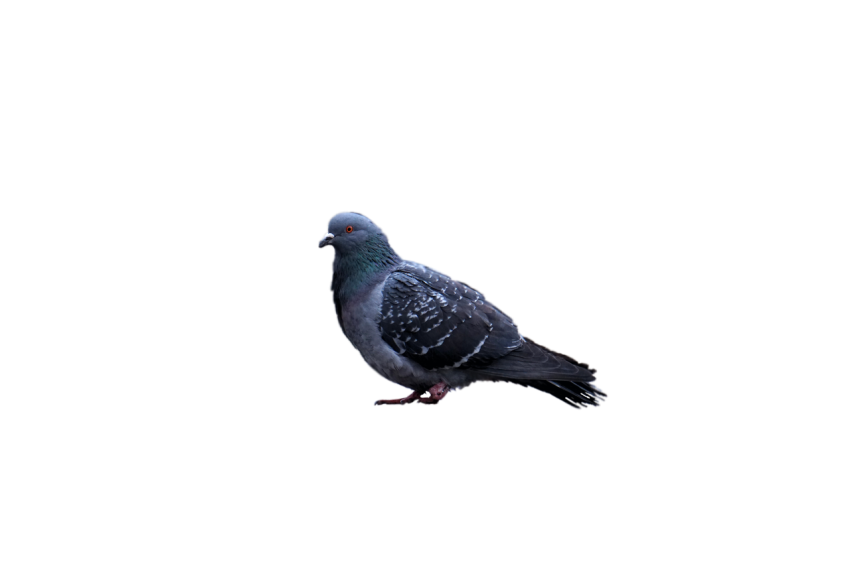 A Gray Young Feral  Winged  Pigeon, Orange Eye,Racing Pigeon Illustration,Domestic Bird,Gabriellas Art PNG Image Free Download Transparent Background