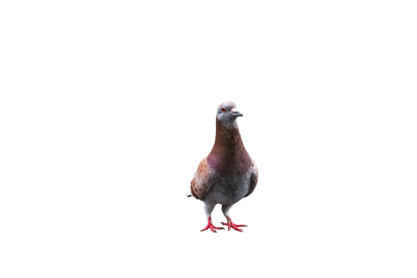 A Young Brown Feral  Winged  Pigeon, Orange Eye,Racing Pigeon Illustration,Domestic Bird,Gabriellas Art PNG Image Free Download Transparent Background