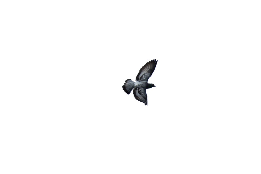 Flying A Young Gray And Black Feral  Winged  Pigeon,Racing Pigeon Illustration,Domestic Bird,Gabriellas Art PNG Image Free Download Transparent Background