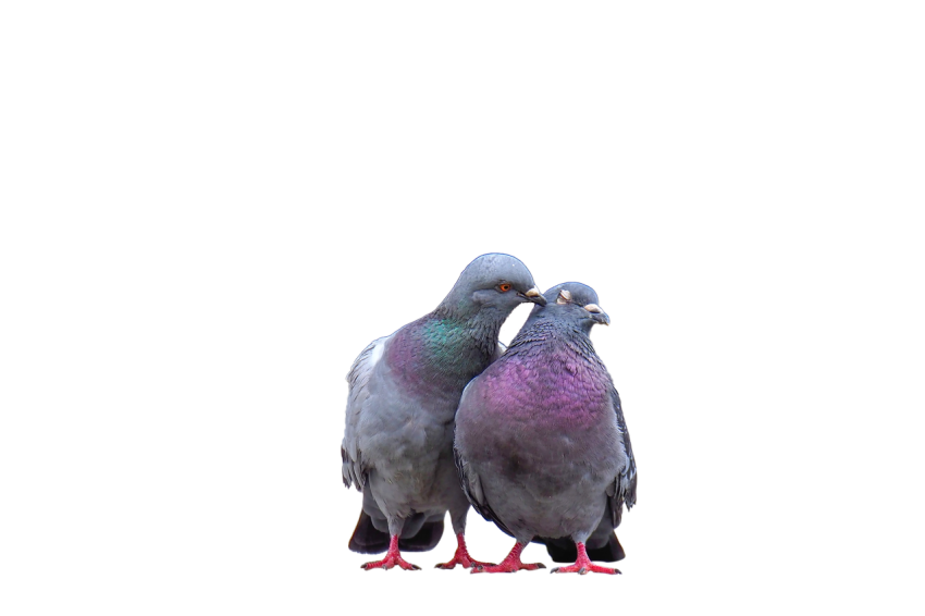 Cute Couple Pigeons Male And Female,Two Gray Romantic Pigeons,Domestic Bird,Gabriellas Art PNG Image Free Download Transparent Background