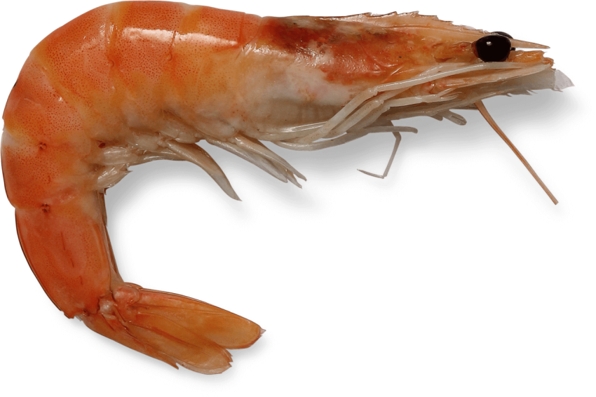 Shrimp,Yellow And White Skin Shrimp With Open Black Eyes,Sea Food, HD Shrimp Photo Free Download PNG Image,Transparent Background
