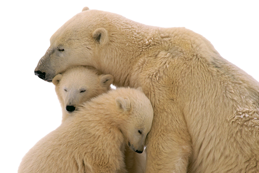Download free Bear Family Photo PNG Transparent Background