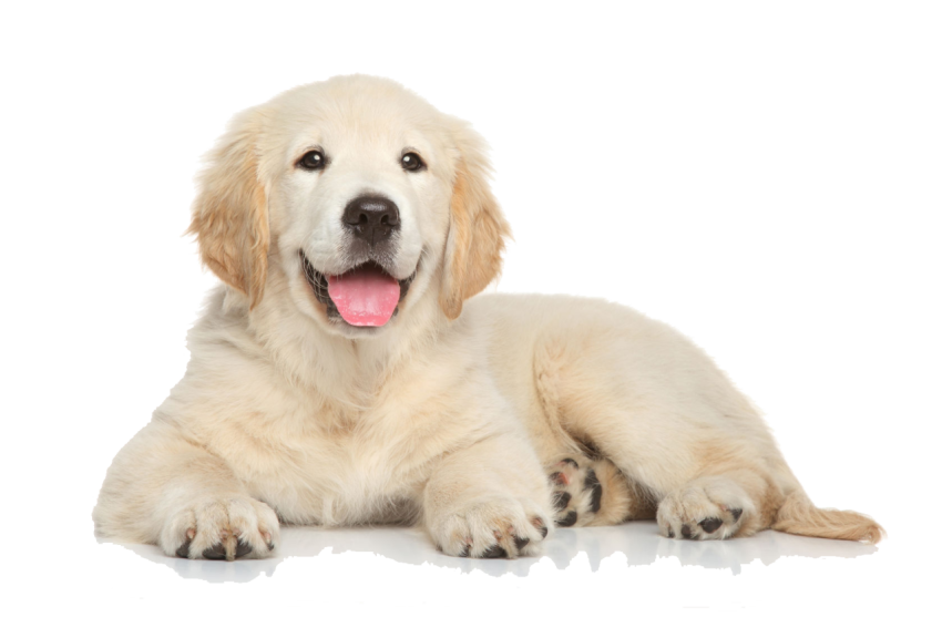 Animated Puppy Dog PNG Picture Free Download