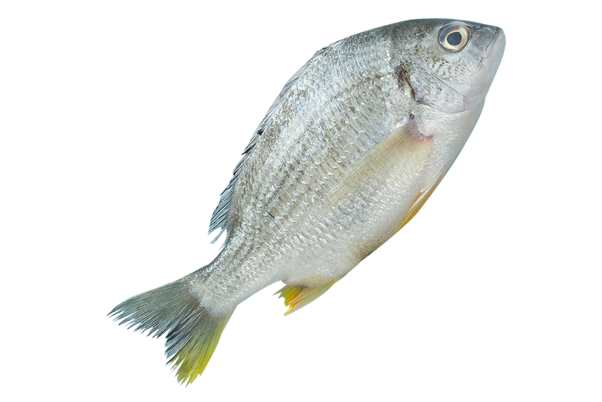 Fresh fish PNG Download