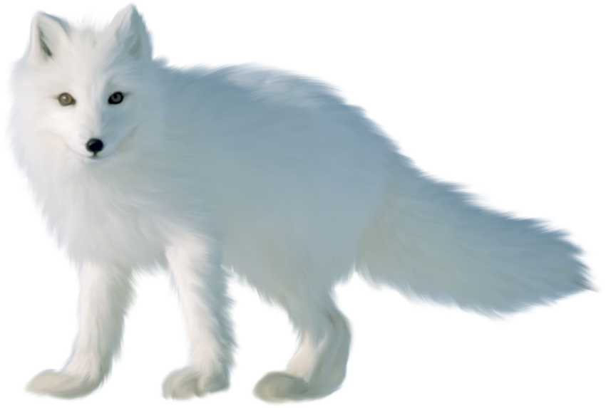 Arctic Fox PNG HD Background Free Download