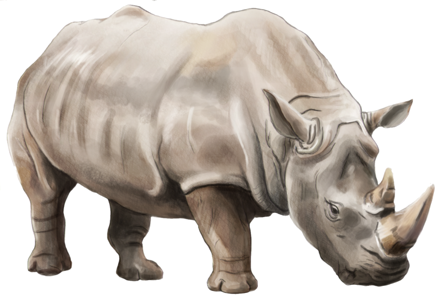 Indian Rhinoceros PNG Image Transparent background