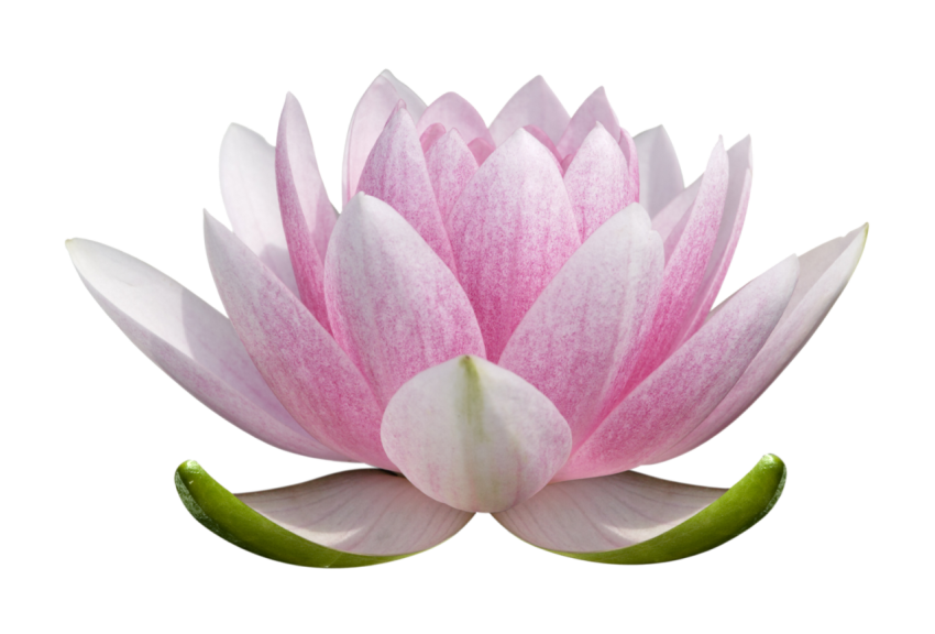 Cool Flower Lotus PNG Picture Free Download