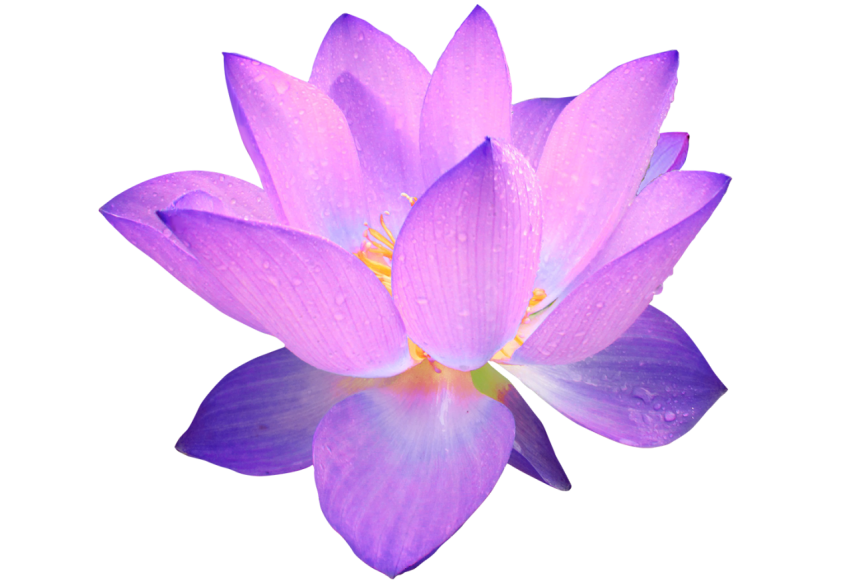 Download Free Lotus PNG Flower