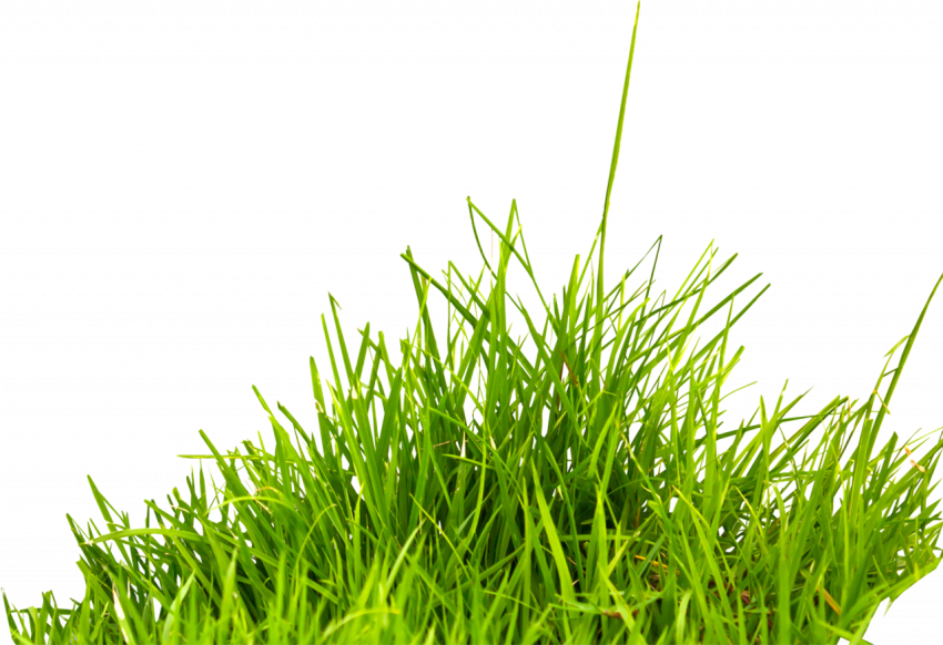 Beautiful Green grass transparent free download