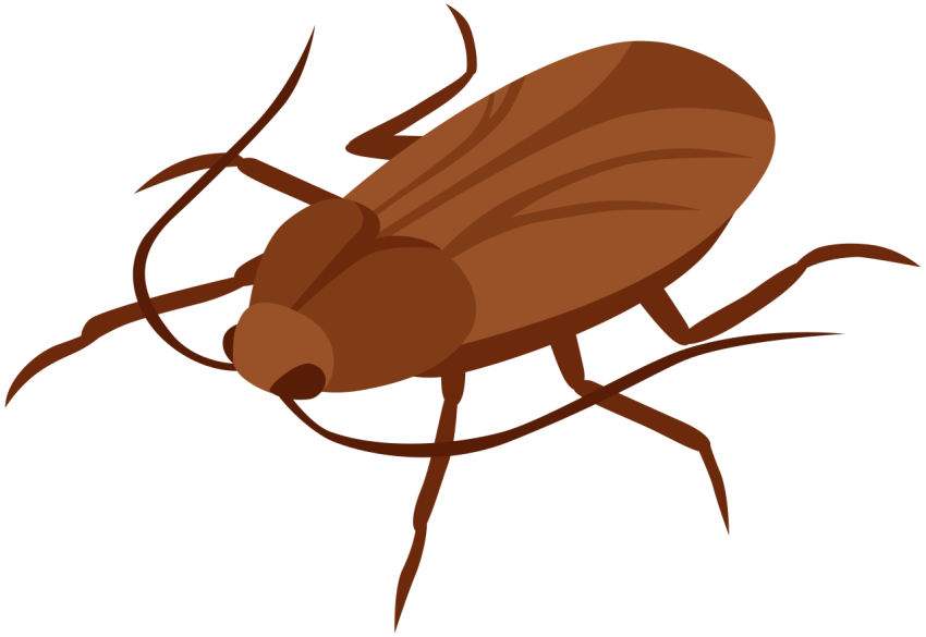 Transparent Roach PNG Photo Free download