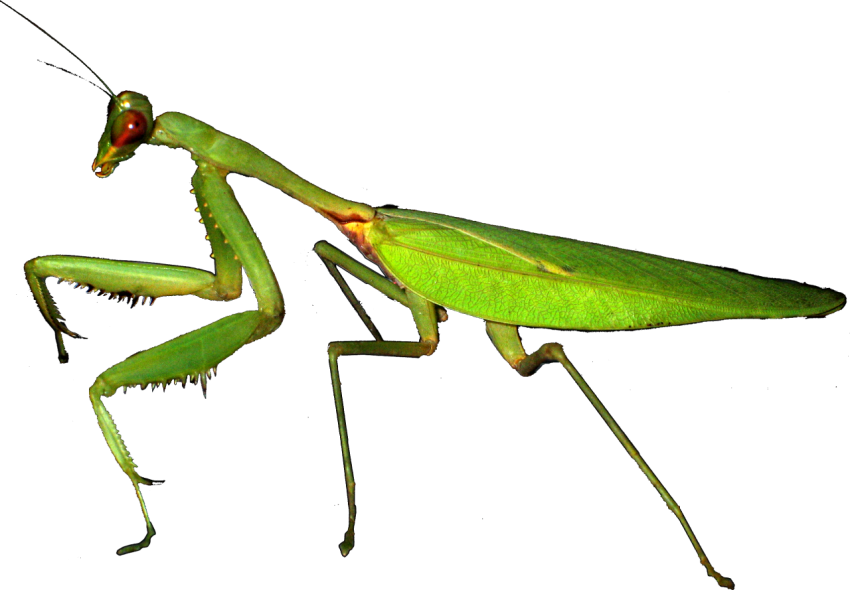 Green Art Insect Mantis Image PNG Free Transparent Background