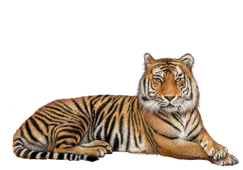 Tiger relex png free image download