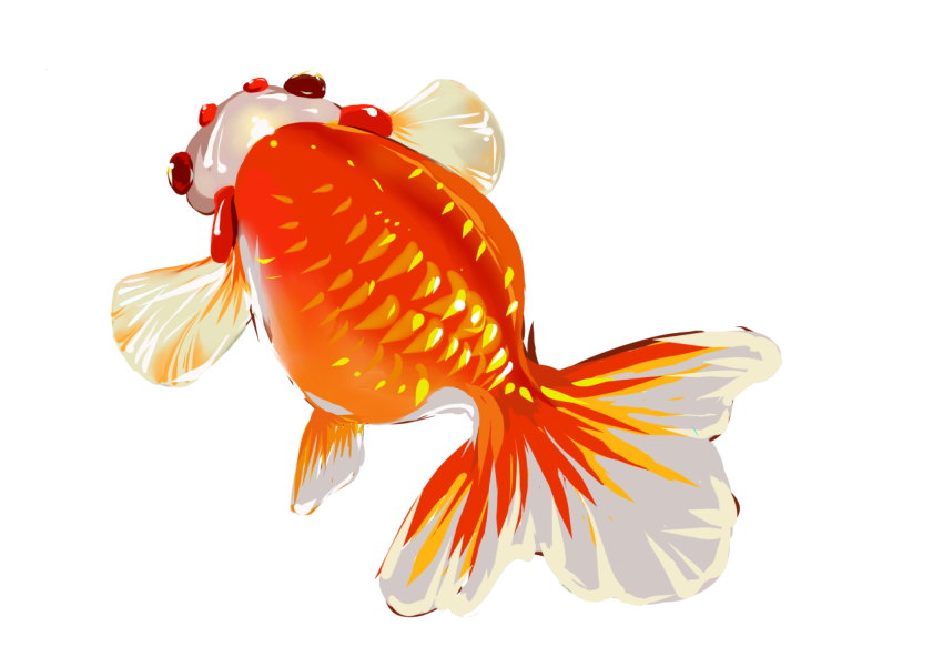 Animal fish goldfish fish PNG free Download