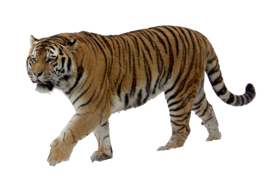 Tiger go for attack free png download