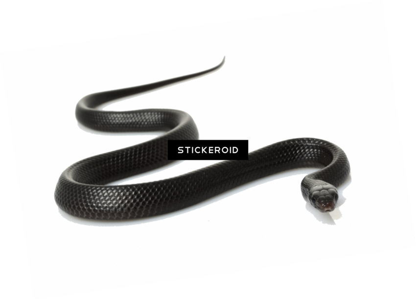 Kingsnake PNG Herpetology Pet PNG Image