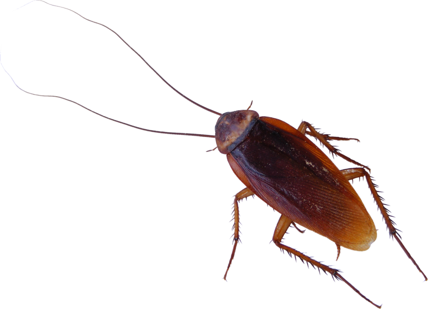 Large Cockroach Icon Hd Clipart PNG image Free Download