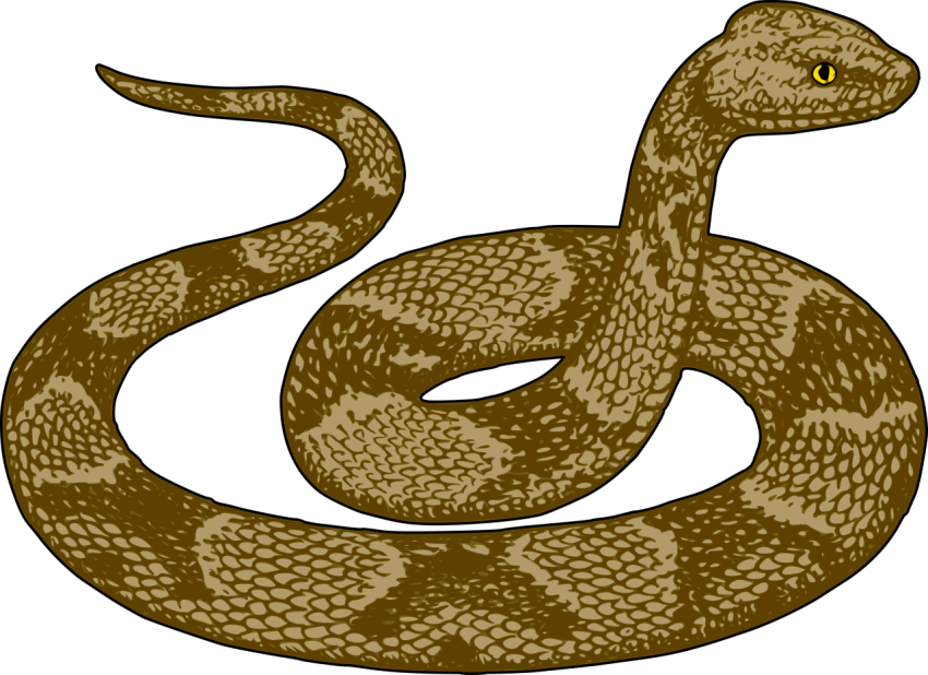 Snake Cartoon  PNG Download Image